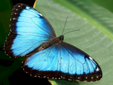Butterfly Creek