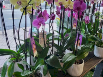 Plant from Fairy Flowers